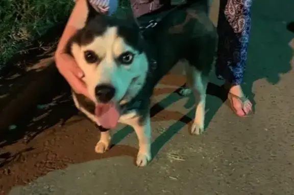 Найдена собака в Балашихе https://vk.com/koshkakaryan