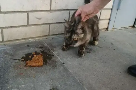 Найдена потерявшаяся кошка в Ижевске на ул. Петрова