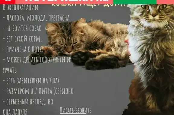 Найдена кошка на ул. Суворова, Красное село