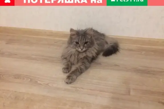 Пропала кошка на Комсомольской 306, Орёл
