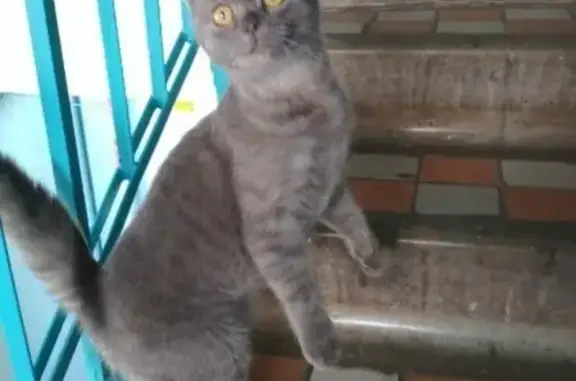 Найдена домашняя кошка в Набережных Челнах