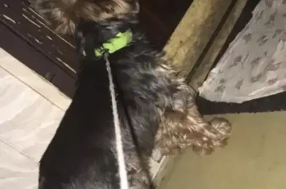 Пропала собака на Рубежной 30 в магните
