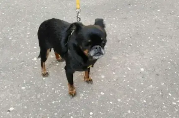 Найдена собака на Резинотехнике в Ярославле