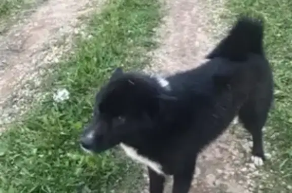 Пропала собака в Орехово-Зуево, помогите найти!