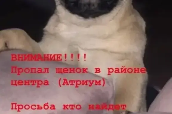Пропала собака Джордан в Вольске, Россия
