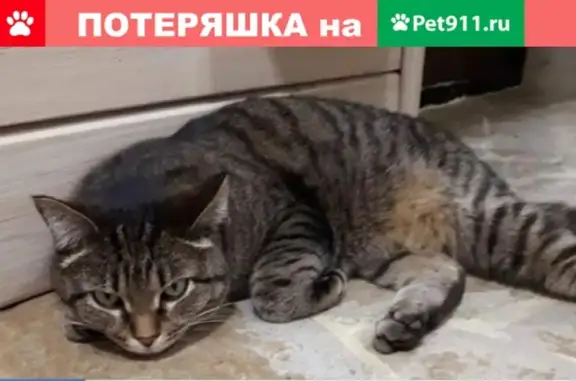 Пропала кошка Кот, Рябиновая ул. 2, Екатеринбург