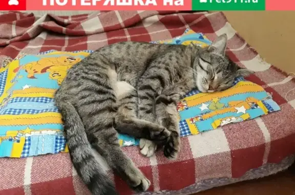 Пропала кошка Метис на ул. Академика О.К. Антонова, 29