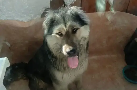 Найден щенок на Угольной во Владивостоке