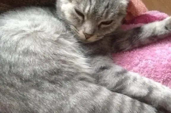 Пропала кошка Сима в Челябинской области