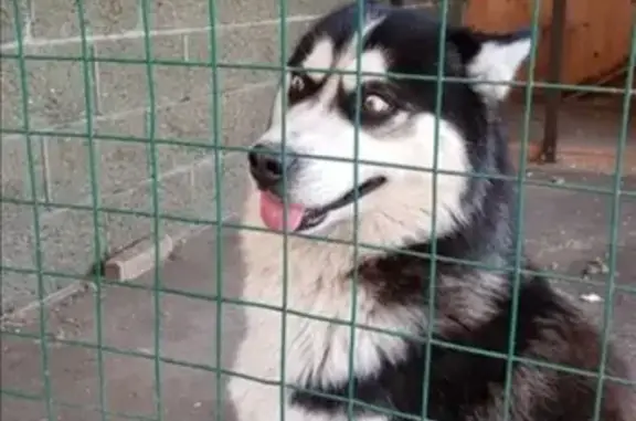 Потерянные животные Ульяновск, фото: Пропала собака ГРЕЙ в районе ст. Заря, Ульяновск