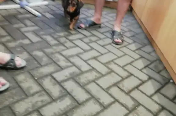 Собаки потеряшки, Липецк, фото: Потеряшка собака, найдена на рынке 9 микрорайона г. Липецк