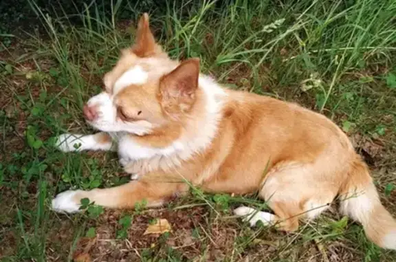 Пропал пёс Джерри в Бору, Нижегородская область