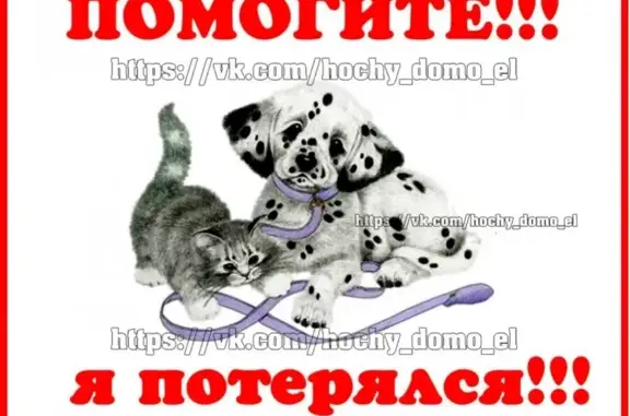 Пропала кошка в Ногинске, район Белякова 7, школа #17