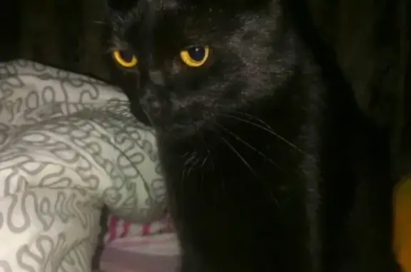 Пропала кошка в Дубне, Московская область, убежал упитанный черный кот без ошейника.