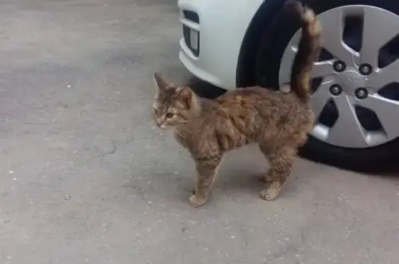 Найдена кошка на Наримановской, ищет дом