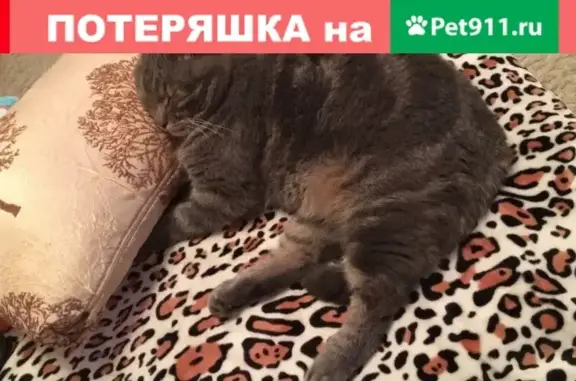 Пропала кошка Том в деревне Кунилово, Московская область