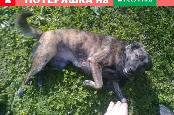 Пропала собака по адресу: Донецкая улица, 10А, Люберцы