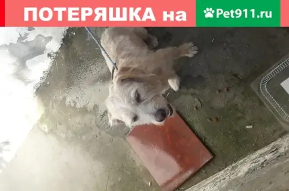 Собака Мальчик найден на улице Плеханова в Сочи