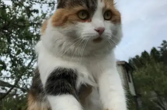 Пропала кошка Флоша в садоводстве Хуторок, Ленинградская область