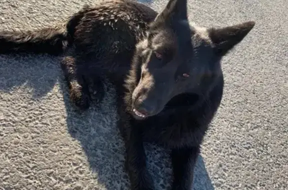 Собака найдена возле Леруамерлен в Казани
