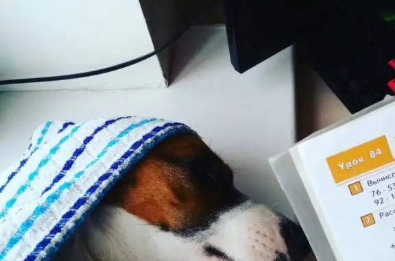 Собаки потеряшки, Липецк, фото: Потеряшка собака Чаки в Липецке