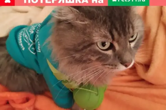 Потерянные животные Москва, фото: Пропала кошка Мейнкун-Сибирский в парке Тимирязева