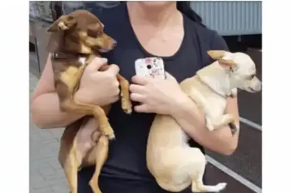 Собаки-терьеры найдены рядом с бабушкиным домом в Краснодаре.