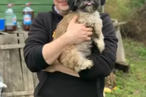 Собаки потеряшки, Москва, фото: Потеряшка собака возле Останкинского парка в Москве