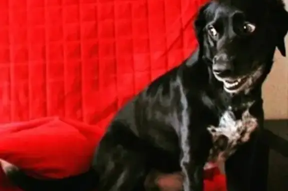 Собаки потеряшки, Нижний Новгород, фото: Потеряшка собака на ул. Зырянской, Нижний Новгород