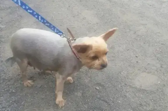 Найдена собака на улице Фрунзе