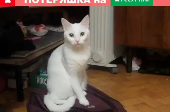 Пропала белая кошка на ул. Крепостная, д.39а