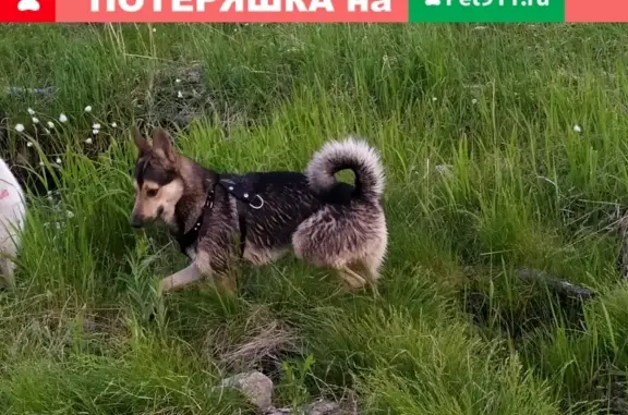 Найден пес в ЖК Скандинавия, Петрозаводск