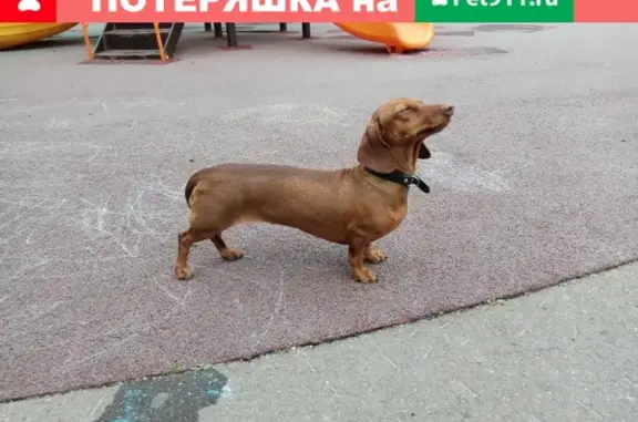 Пропала собака Ария в ЖК Государев дом, Ленинский район.