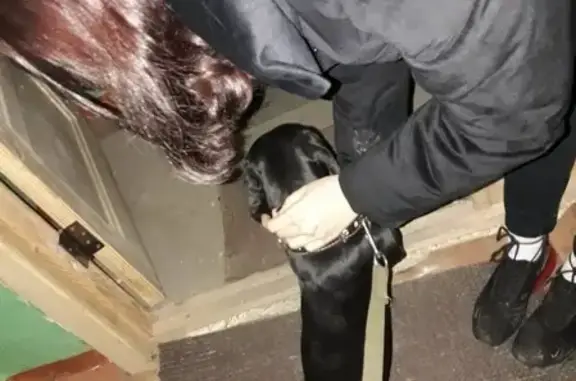 Собаки потеряшки, Светлоозёрский сельсовет, фото: Потеряшка собака Тима в Бийском р-не, черный ошейник, проблемы с ушами