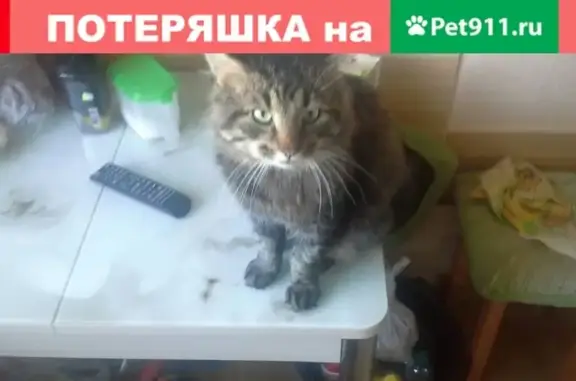 Пропал кот Кузя на ул. Самохвалова, Дзержинск