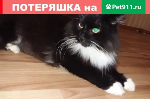 Пропала черная кошка с белыми носочками на ул. Зоологической, Калининград, тел. 89110744568, 89114786414
