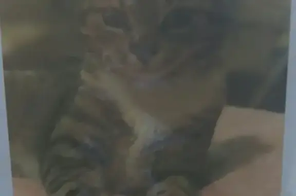 Потерянные животные Москва, фото: Пропала кошка на ул. Долгова, Москва