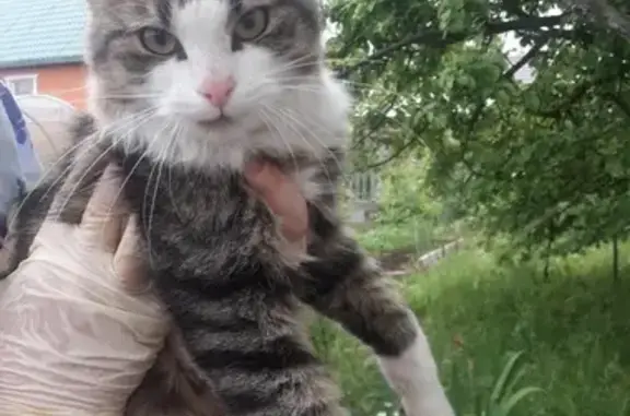 Найдена кошка в Деревеницах-1: помогите найти хозяев!