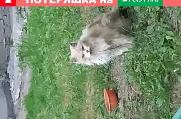 Найдена кошка на Шипиловской улице, Москва