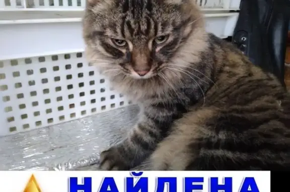 Пропала кошка, найден кот: ул. Кухмистерова 16