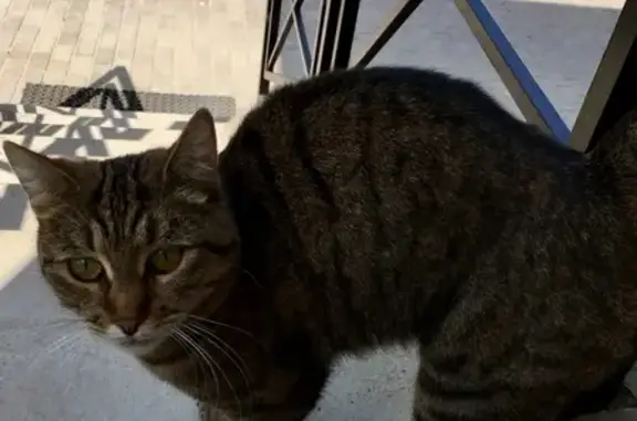Найдена кошка в Щербинке