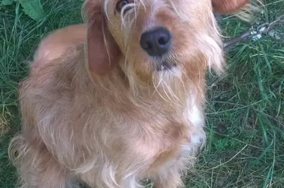 Найдена рыжая собака в Мадоре, Беларусь.