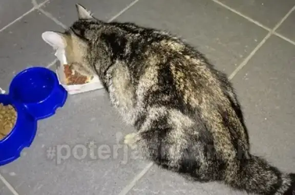 Найдена кошка в Новосибирске: широкая (в лс), возраст 7 месяцев #lostpet #найдена_кошка
