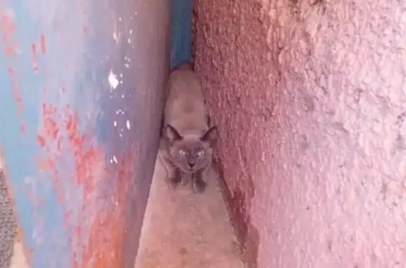 Потерянный домашний кот на кубанской Оле в Астрахани