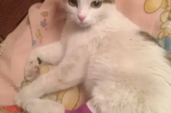 Собаки потеряшки, Иваново, фото: Потеряшка собака ЛАНА на Софийской 55! #потеряннаясобака