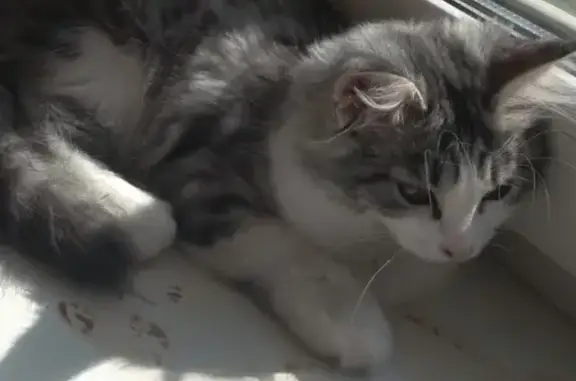 Пропала кошка на ул. Алюминиевая 14 в Каменск-Уральском