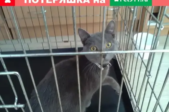Найдена кошка на ул. Конева, Вологда