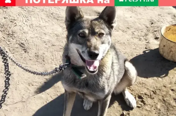 Пропала собака Гром в Барнауле