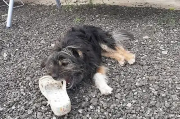 Пропала собака Чюня на ул. Плодопитомник, Новоалтайск
