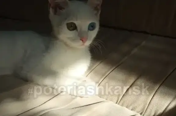 Потерянные животные Новосибирск, фото: Пропал котенок на улице Бориса Богаткова, Новосибирск